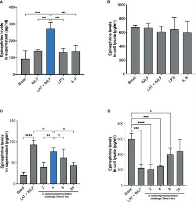 The Hunger Games: Aggregatibacter actinomycetemcomitans Exploits Human Neutrophils As an Epinephrine Source for Survival